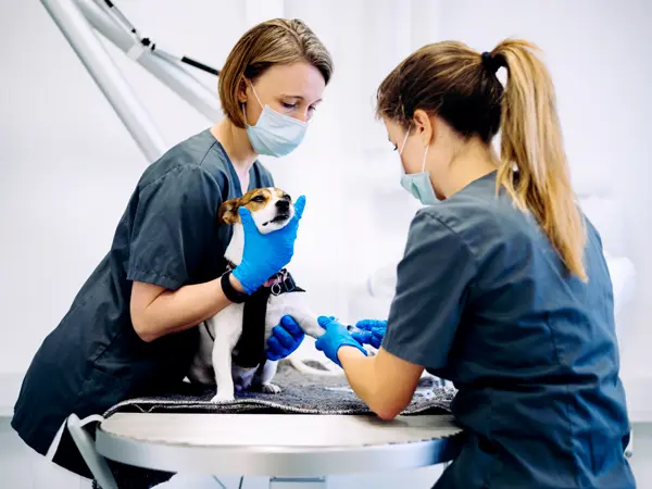 Hund klargøres til operation hos Roskilde Dyrlægehus